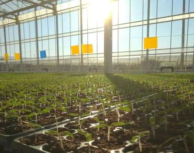 弥渡樱桃番茄正当红 数字植物工厂开辟农业与旅游融合新赛道